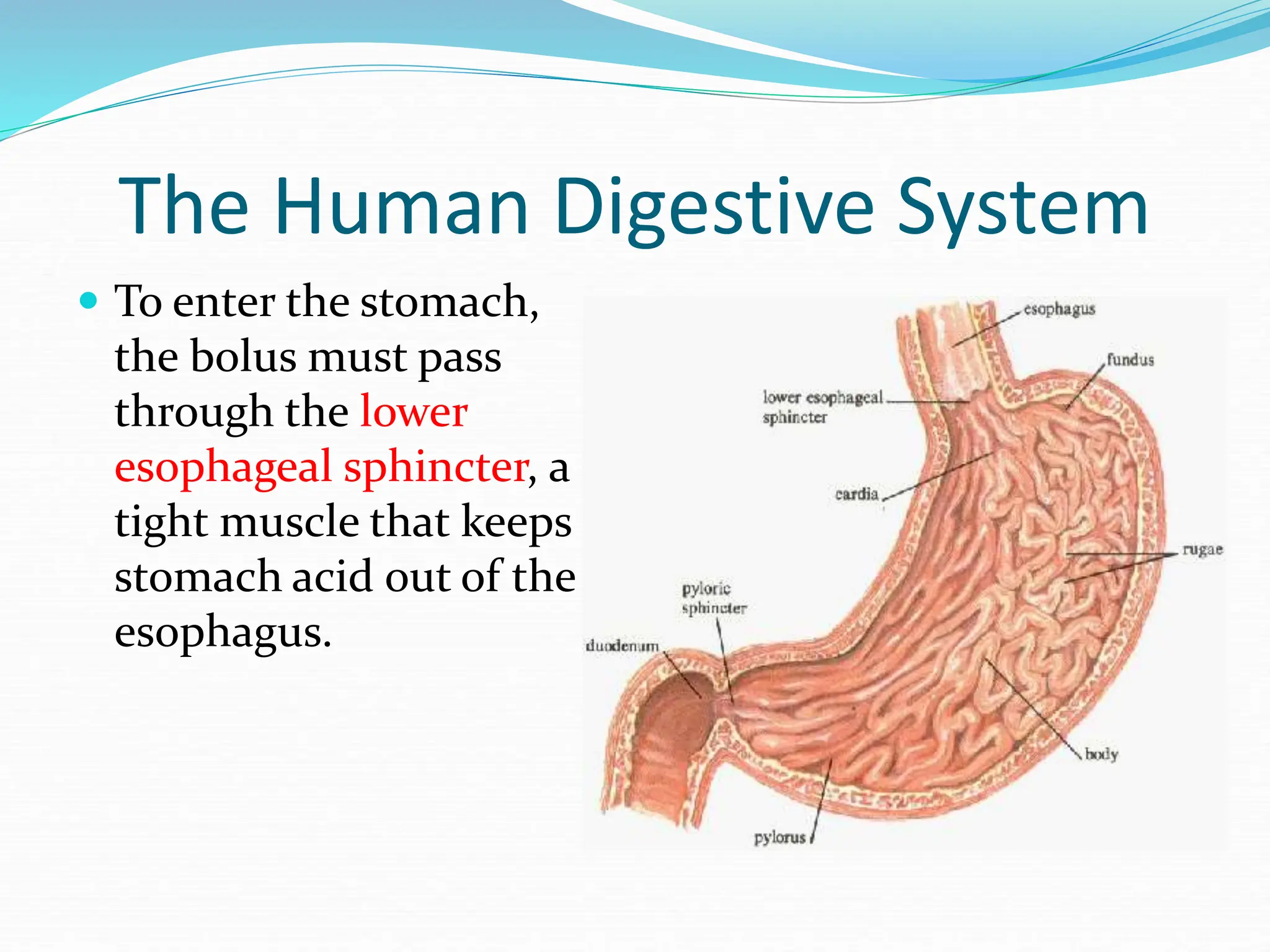 The Human Digestive System
 To enter the stomach,
the bolus must pass
through the lower
esophageal sphincter, a
tight muscle that keeps
stomach acid out of the
esophagus.
 