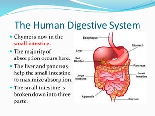 Anatomy - Digestive System (Its Parts and Functions) | PPT