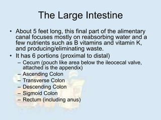 The Large Intestine
• About 5 feet long, this final part of the alimentary
canal focuses mostly on reabsorbing water and a
few nutrients such as B vitamins and vitamin K,
and producing/eliminating waste.
• It has 6 portions (proximal to distal)
– Cecum (pouch like area below the ileocecal valve,
attached is the appendix)
– Ascending Colon
– Transverse Colon
– Descending Colon
– Sigmoid Colon
– Rectum (including anus)
 