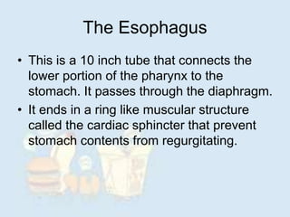 The Esophagus
• This is a 10 inch tube that connects the
lower portion of the pharynx to the
stomach. It passes through the diaphragm.
• It ends in a ring like muscular structure
called the cardiac sphincter that prevent
stomach contents from regurgitating.
 