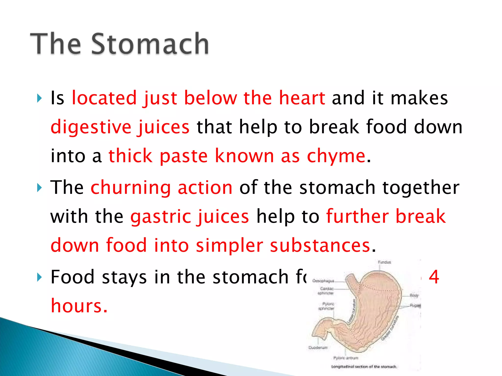 Is  located just  below the heart  and it makes  digestive juices  that help to break food down into a  thick paste known as chyme . The  churning action  of the stomach together with the  gastric juices  help to  further break down food into simpler substances . Food stays in the stomach for about  3 to 4 hours.  