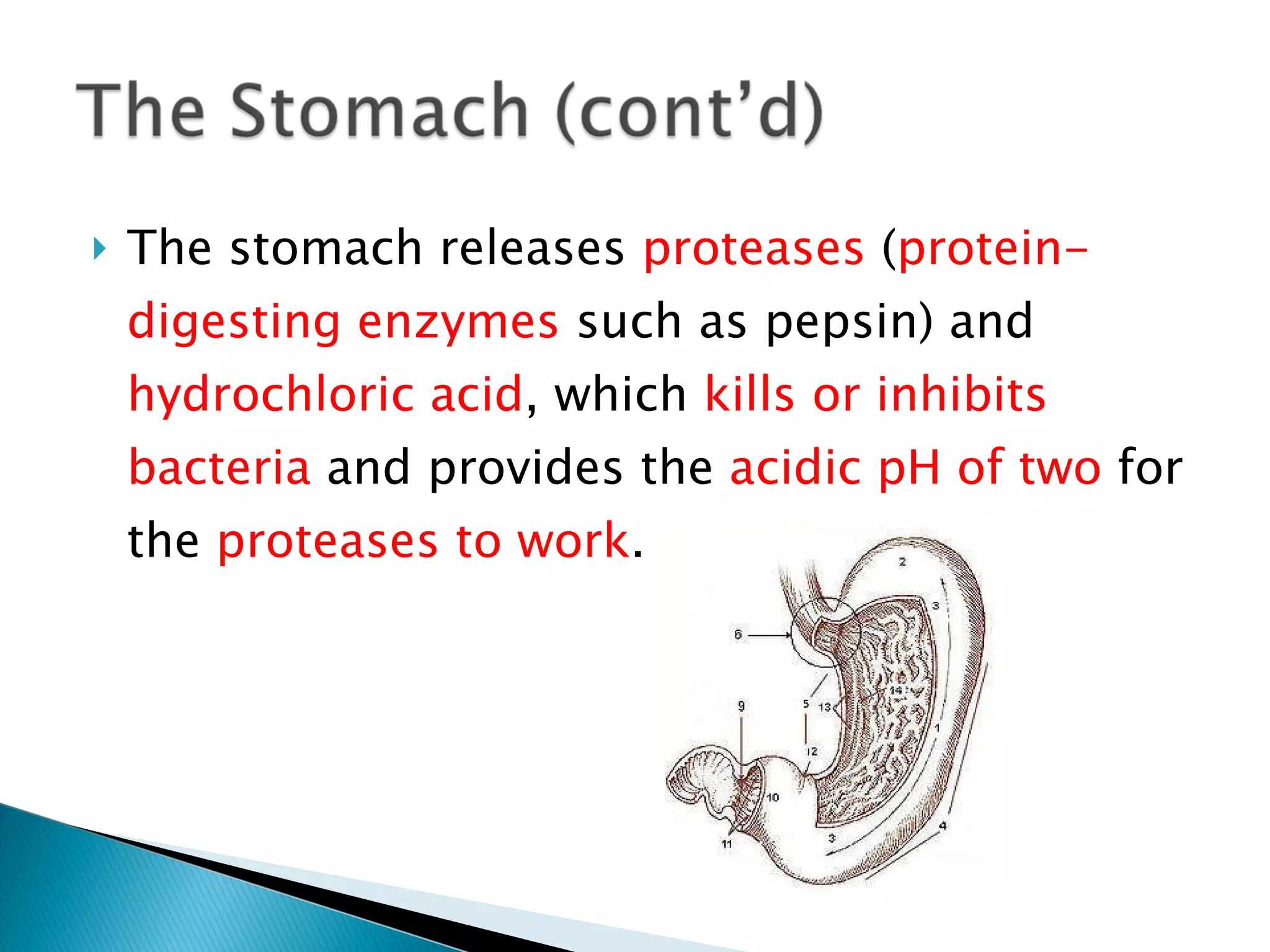 The stomach releases  proteases  ( protein-digesting enzymes  such as pepsin) and  hydrochloric acid , which  kills or inhibits bacteria  and provides the  acidic pH of two  for the  proteases to work . 