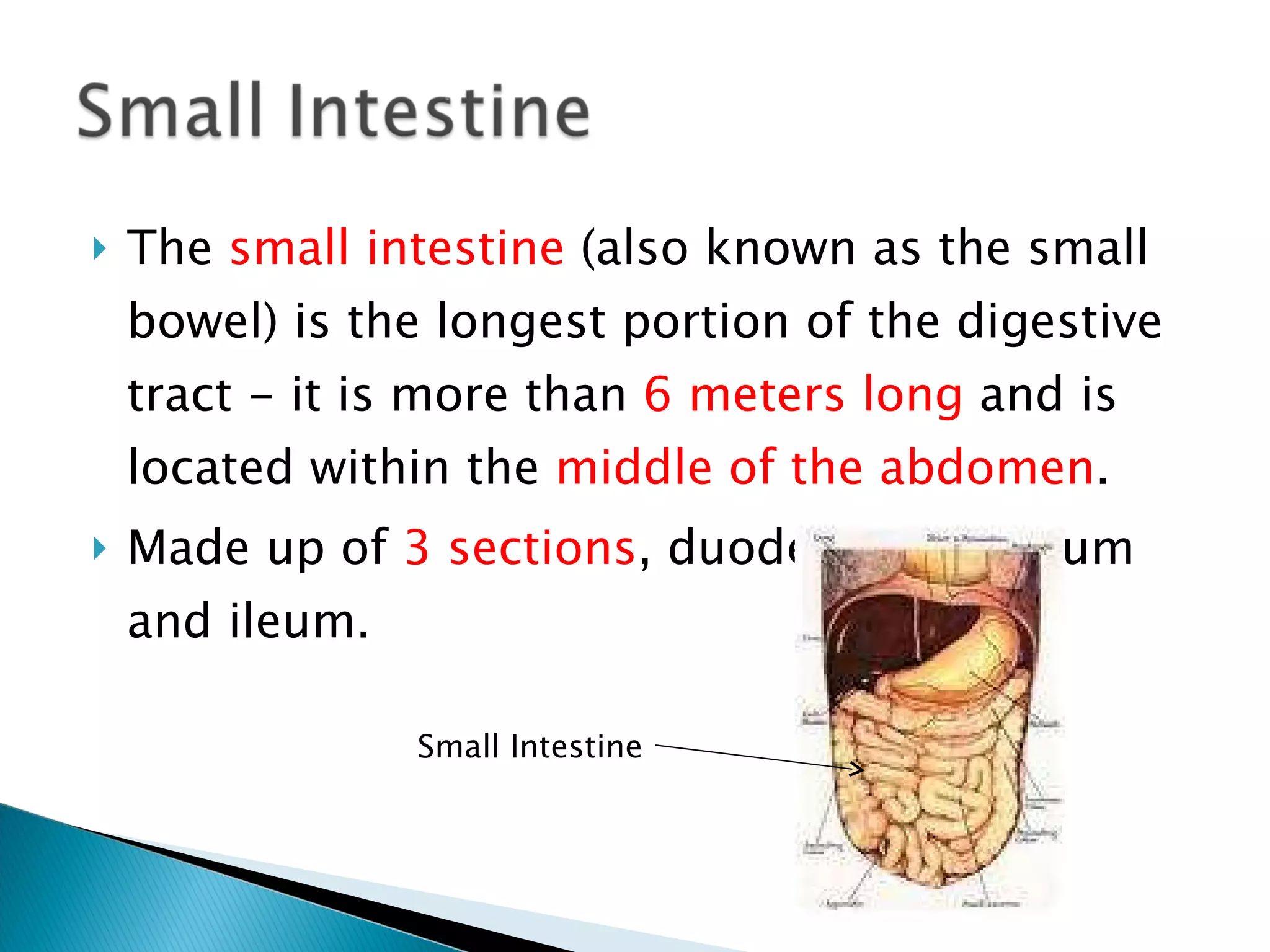 The  small intestine  (also known as the small bowel) is the longest portion of the digestive tract - it is more than  6 meters long  and is located within the  middle of the abdomen . Made up of  3 sections ,   duodenum, jejunum and ileum. Small Intestine 