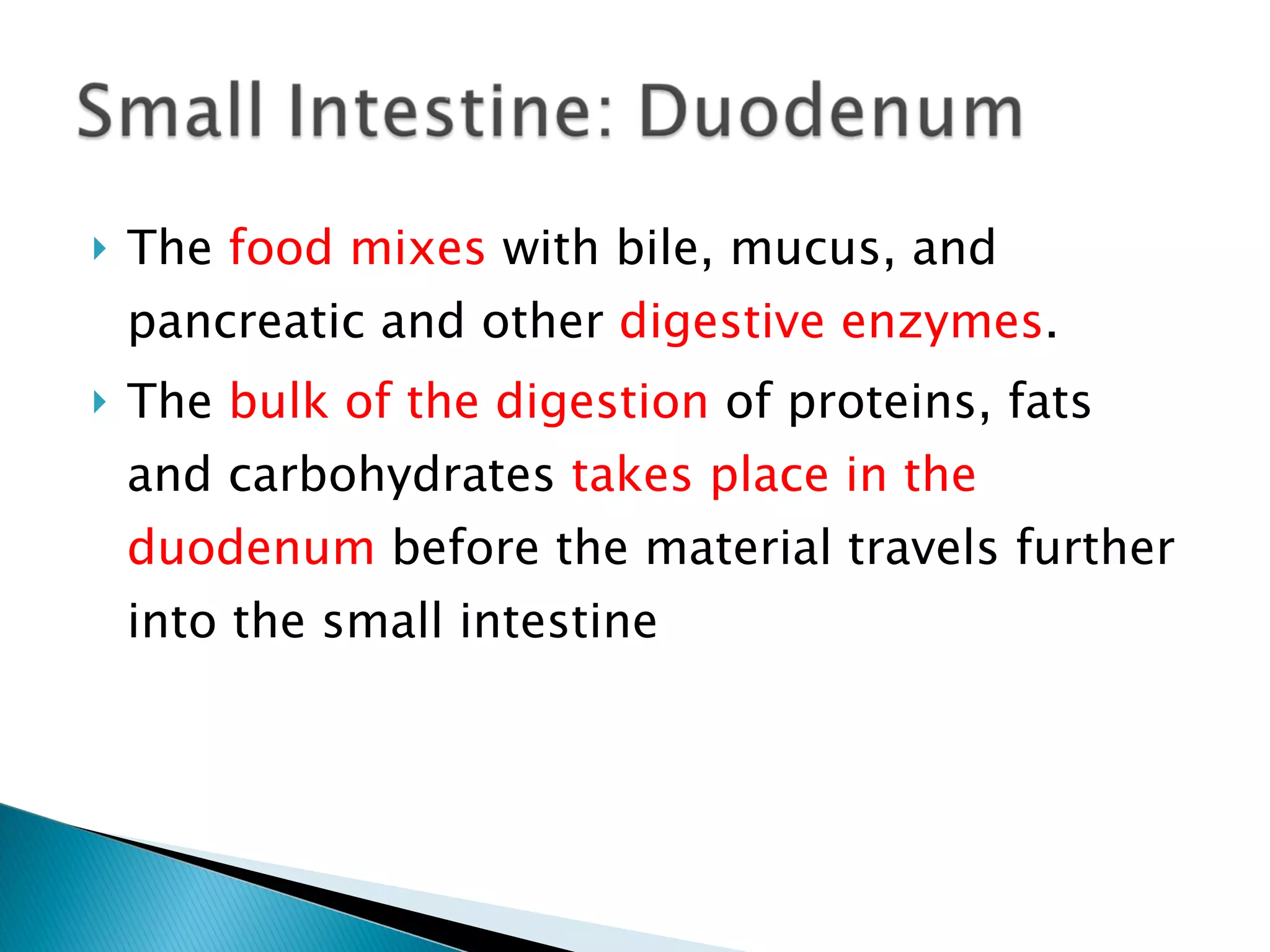 The  food mixes  with bile, mucus, and pancreatic and other  digestive enzymes . The  bulk of the digestion  of proteins, fats and carbohydrates  takes place in the duodenum  before the material travels further into the small intestine 