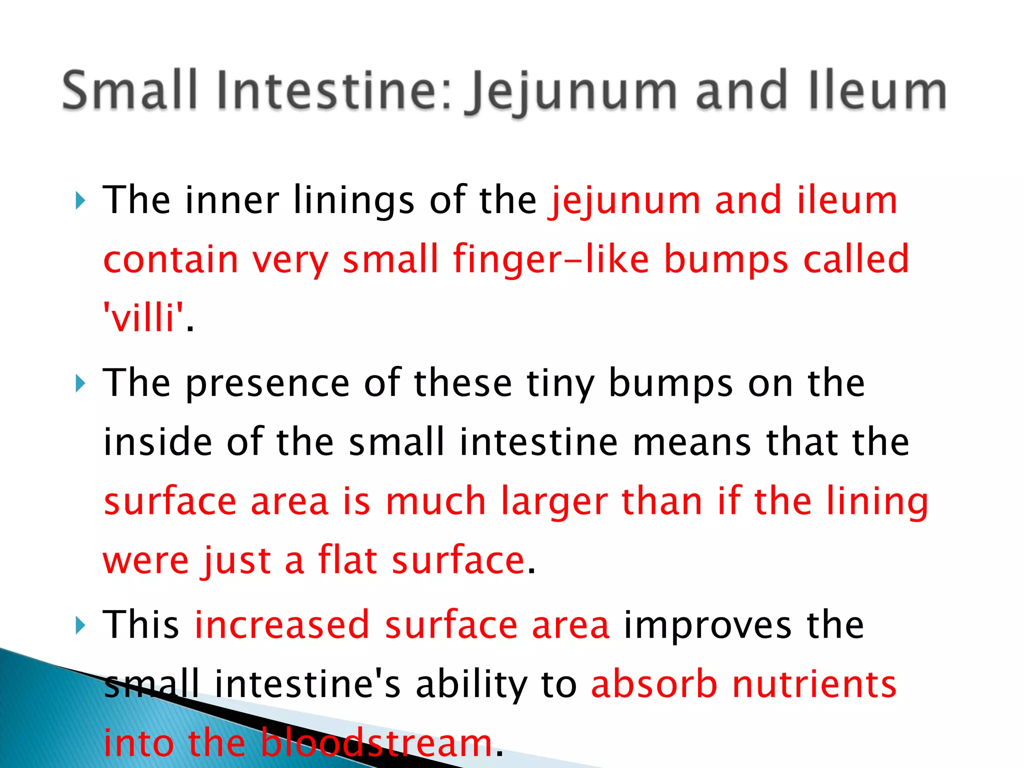 The inner linings of the  jejunum and ileum contain very small finger-like bumps called 'villi' .  The presence of these tiny bumps on the inside of the small intestine means that the  surface area is much larger than if the lining were just a flat surface .  This  increased surface area  improves the small intestine's ability to  absorb nutrients into the bloodstream . 
