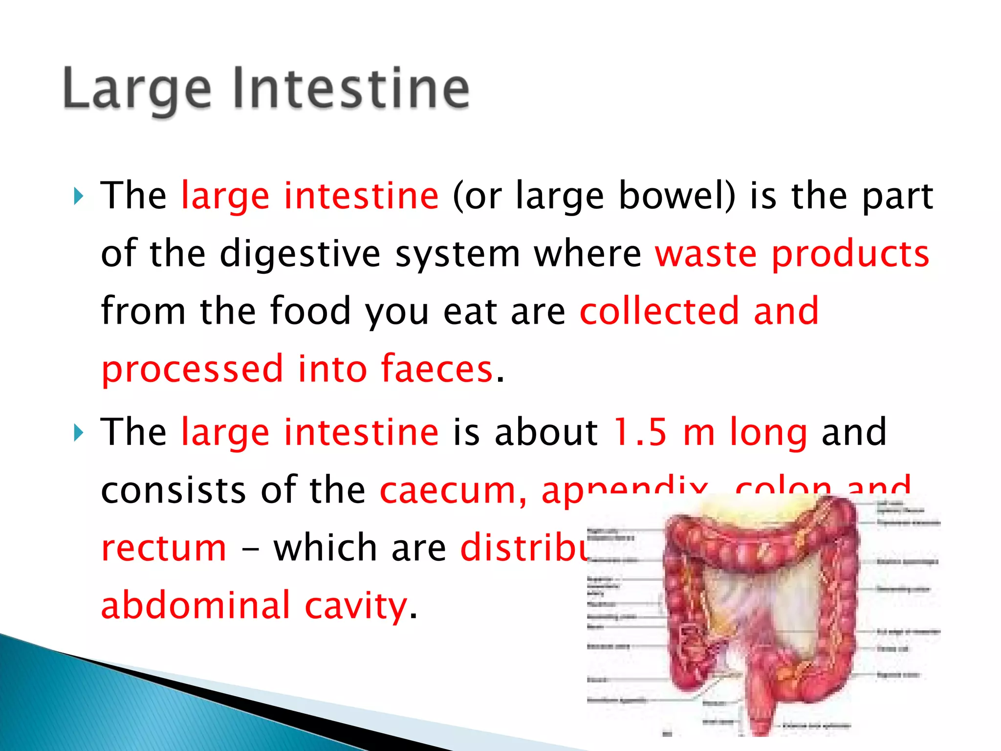 The  large intestine  (or large bowel) is the part of the digestive system where  waste products  from the food you eat are  collected and processed into faeces . The  large intestine  is about  1.5 m long  and consists of the  caecum, appendix, colon and rectum  - which are  distributed in the abdominal cavity . 