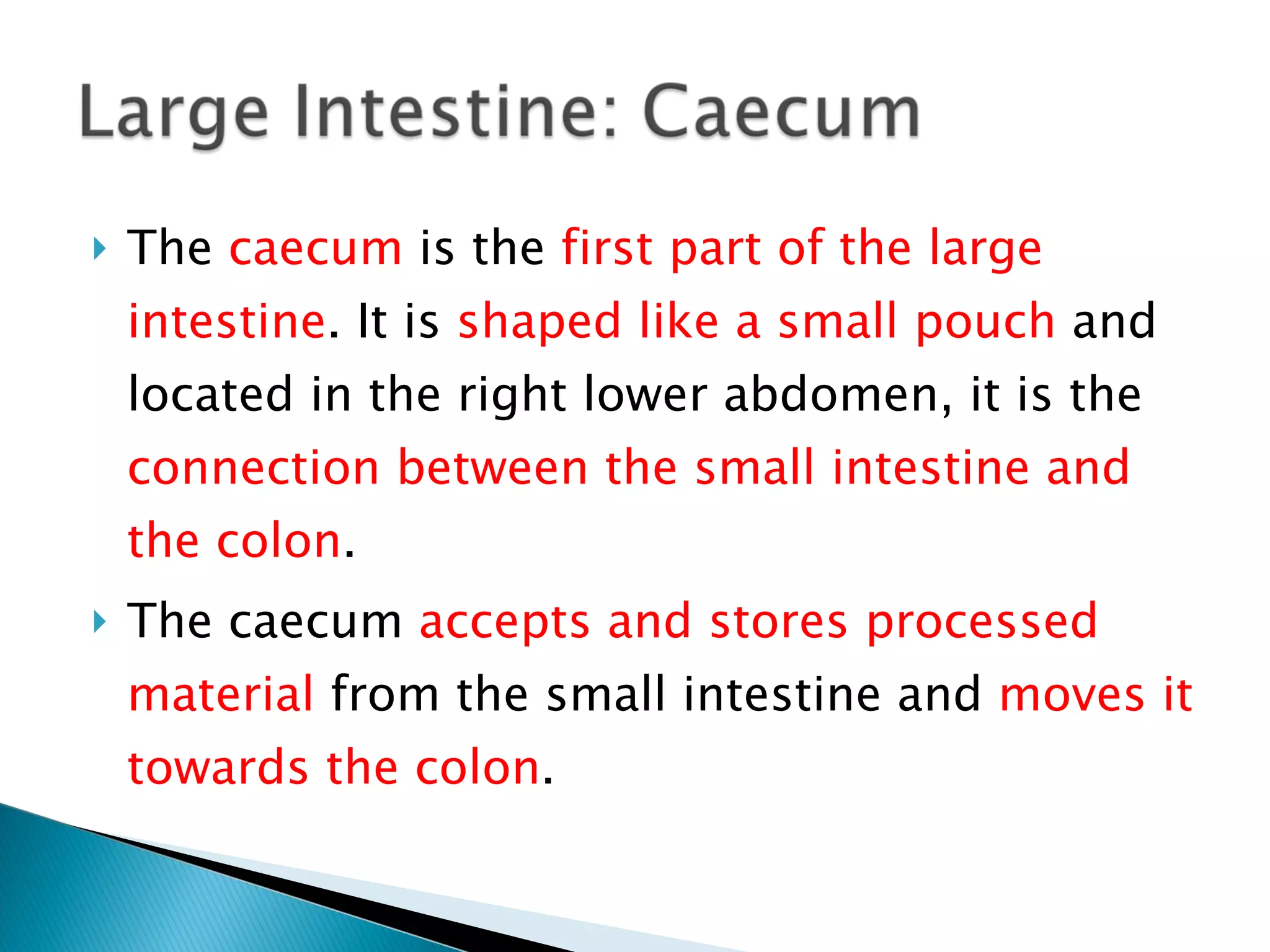 The  caecum  is the  first part of the large intestine . It is  shaped like a small pouch  and located in the right lower abdomen, it is the  connection between the small intestine and the colon . The caecum  accepts and stores processed material  from the small intestine and  moves it towards the colon . 