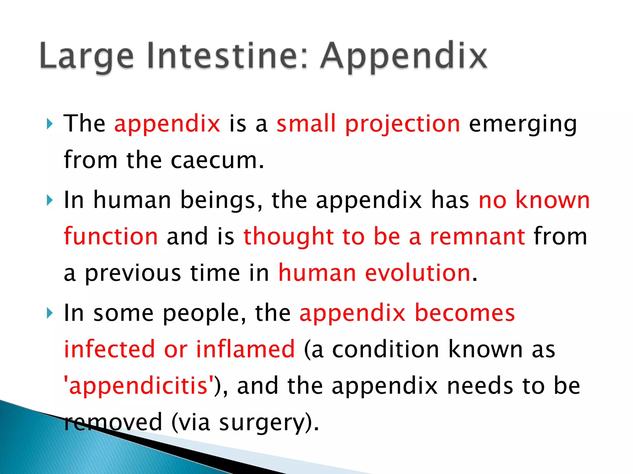 The  appendix  is a  small projection  emerging from the caecum. In human beings, the appendix has  no known function  and is  thought to be a remnant  from a previous time in  human evolution . In some people, the  appendix becomes infected or inflamed  (a condition known as  'appendicitis' ), and the appendix needs to be removed (via surgery). 