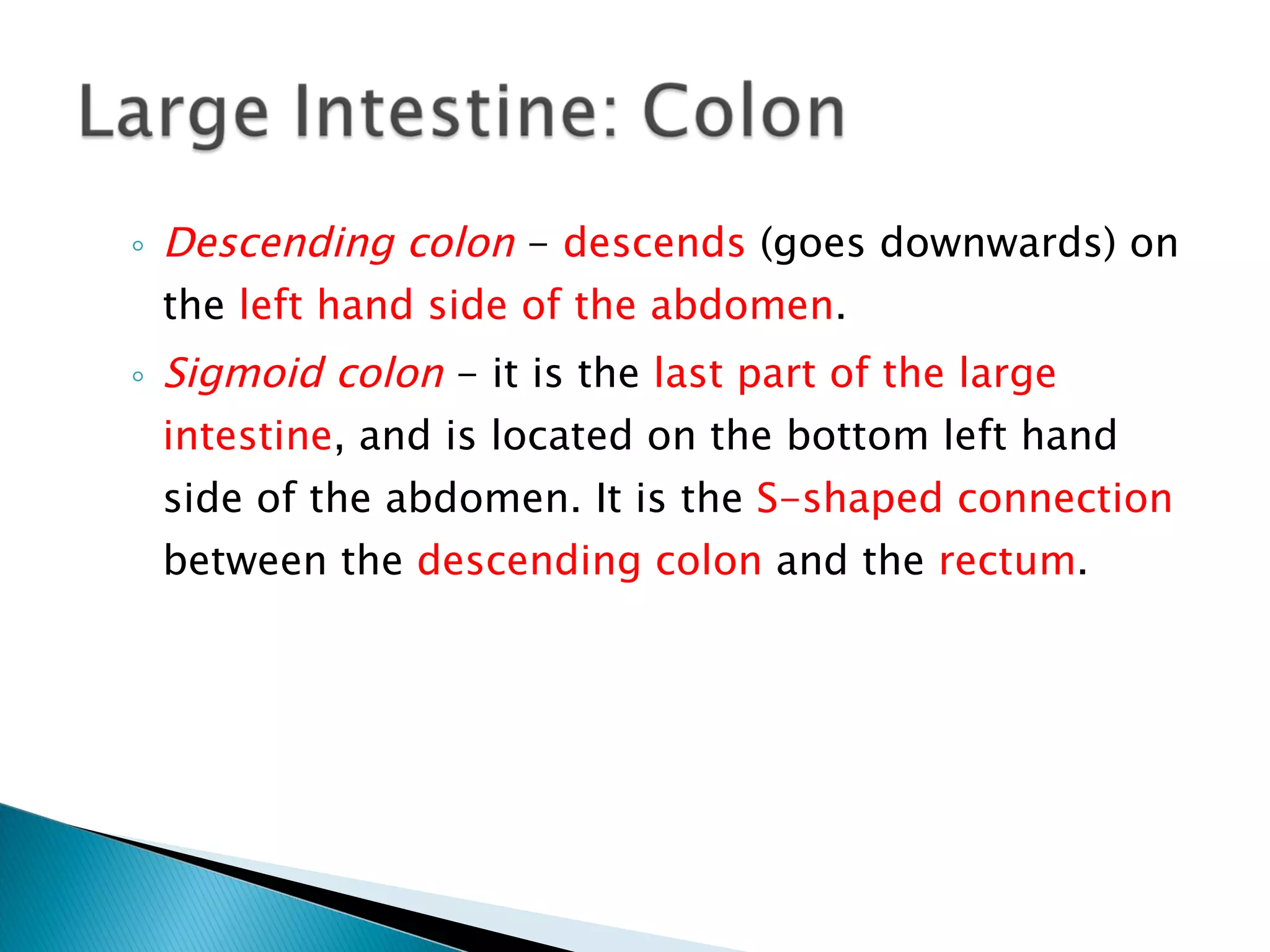 Descending colon   -  descends  (goes downwards) on the  left hand side of the abdomen . Sigmoid colon   - it is the  last part of the large intestine , and is located on the bottom left hand side of the abdomen. It is the  S-shaped connection  between the  descending colon  and the  rectum . 