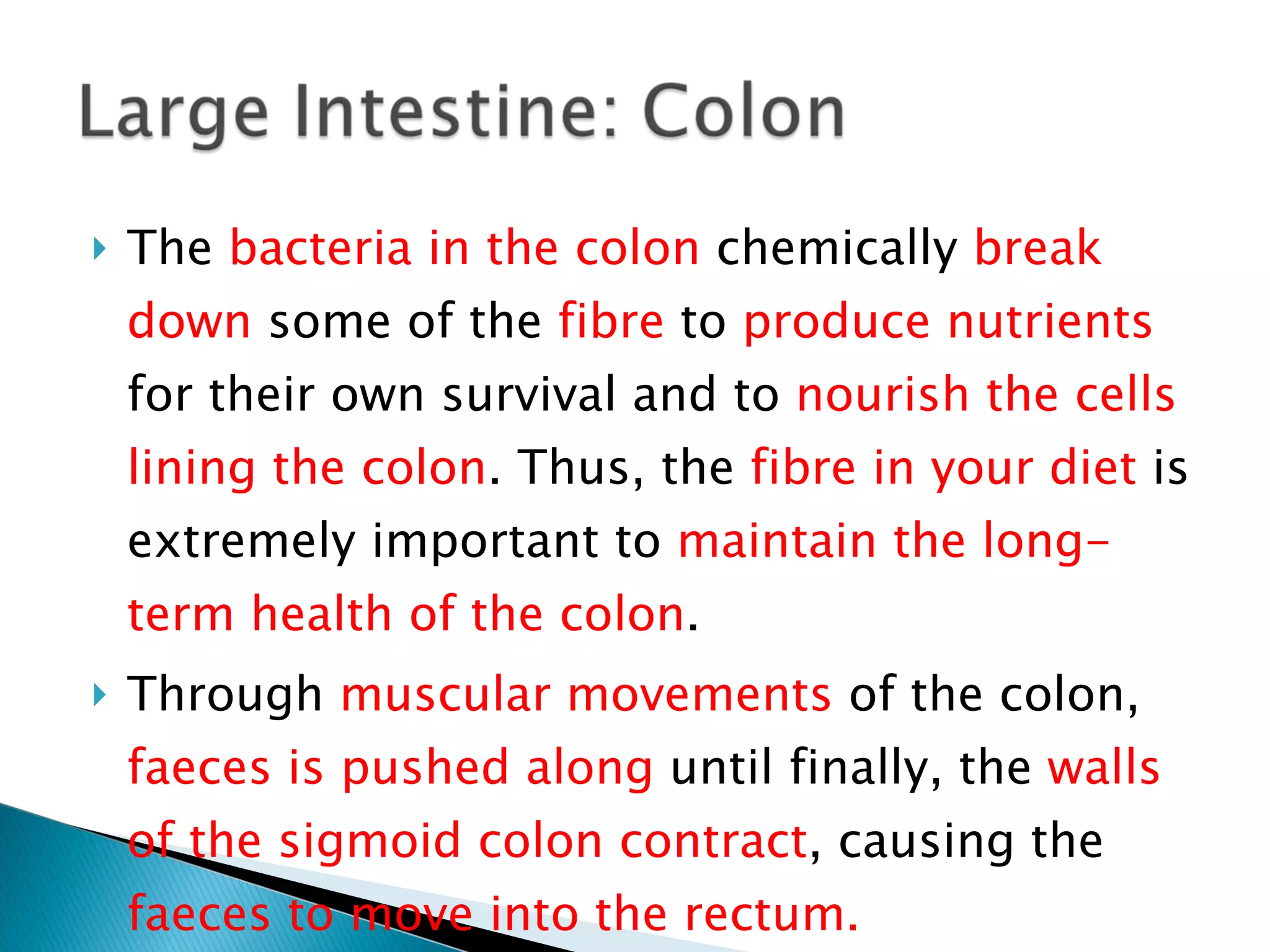 The  bacteria in the colon  chemically  break down  some of the  fibre  to  produce nutrients  for their own survival and to  nourish the cells lining the colon . Thus, the  fibre in your diet  is extremely important to  maintain the long-term health of the colon . Through  muscular movements  of the colon,  faeces is pushed along  until finally, the  walls of the sigmoid colon contract , causing the  faeces to move into the rectum. 