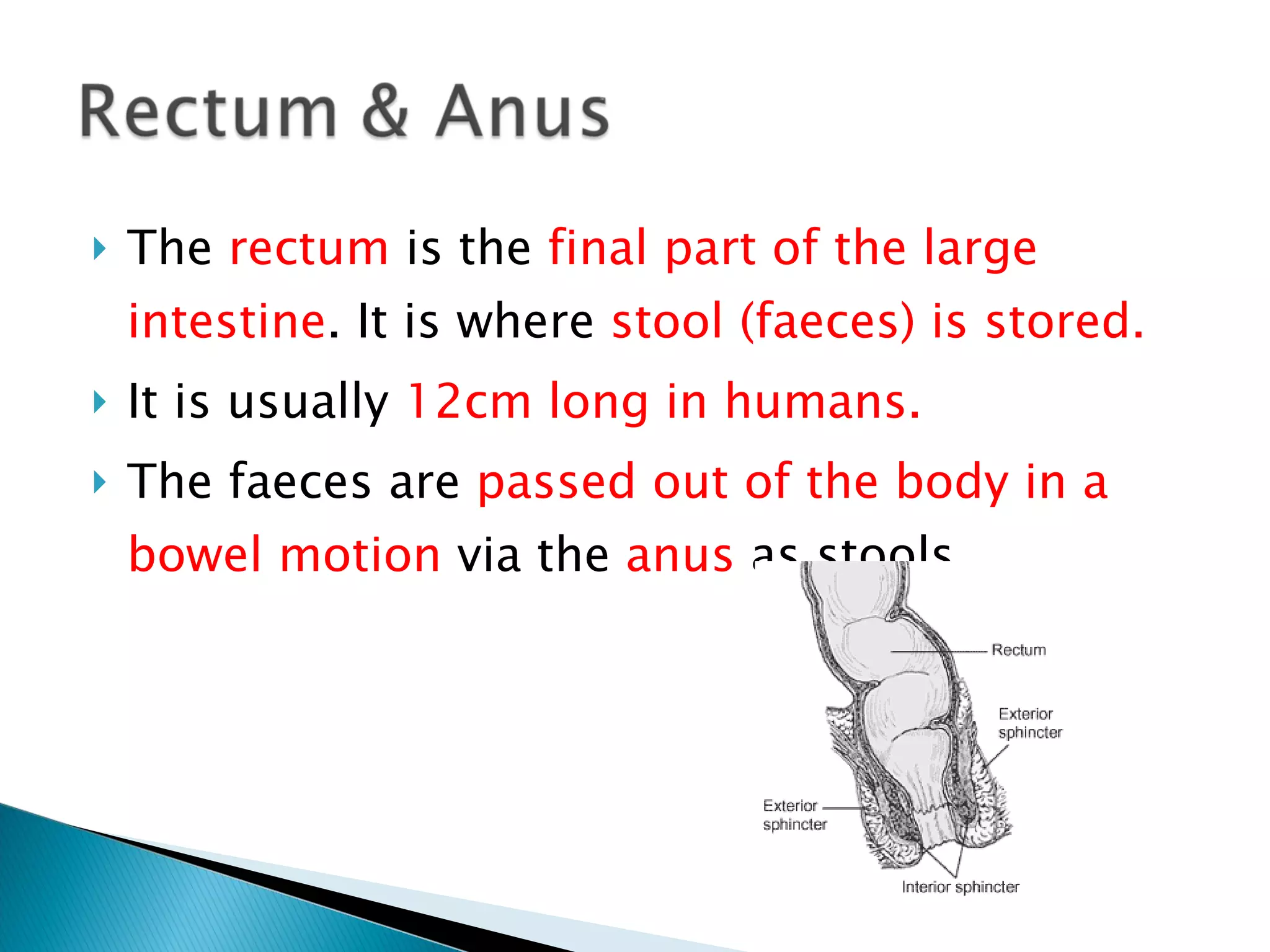 The  rectum  is the  final part of the large intestine . It is where  stool (faeces) is stored.  It is usually  12cm long in humans. The faeces are  passed out of the body in a bowel motion  via the  anus  as stools. 