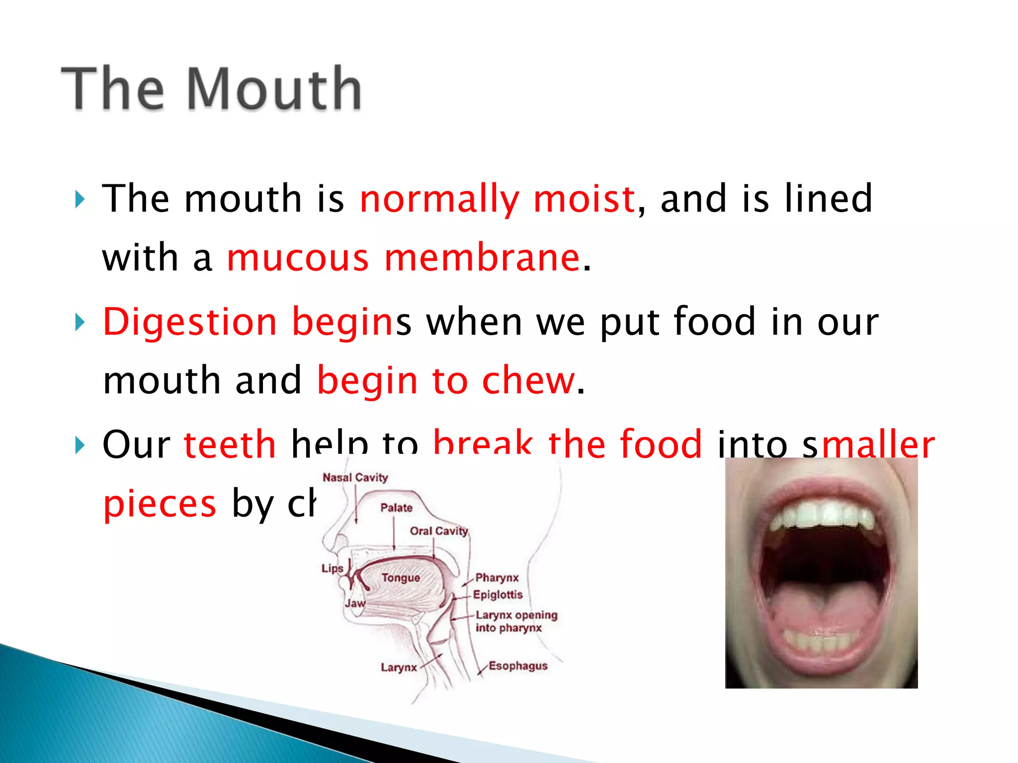 The mouth is  normally moist , and is lined with a  mucous membrane . Digestion begin s when we put food in our mouth and  begin to chew . Our  teeth  help to  break the food  into s maller pieces  by chewing. 