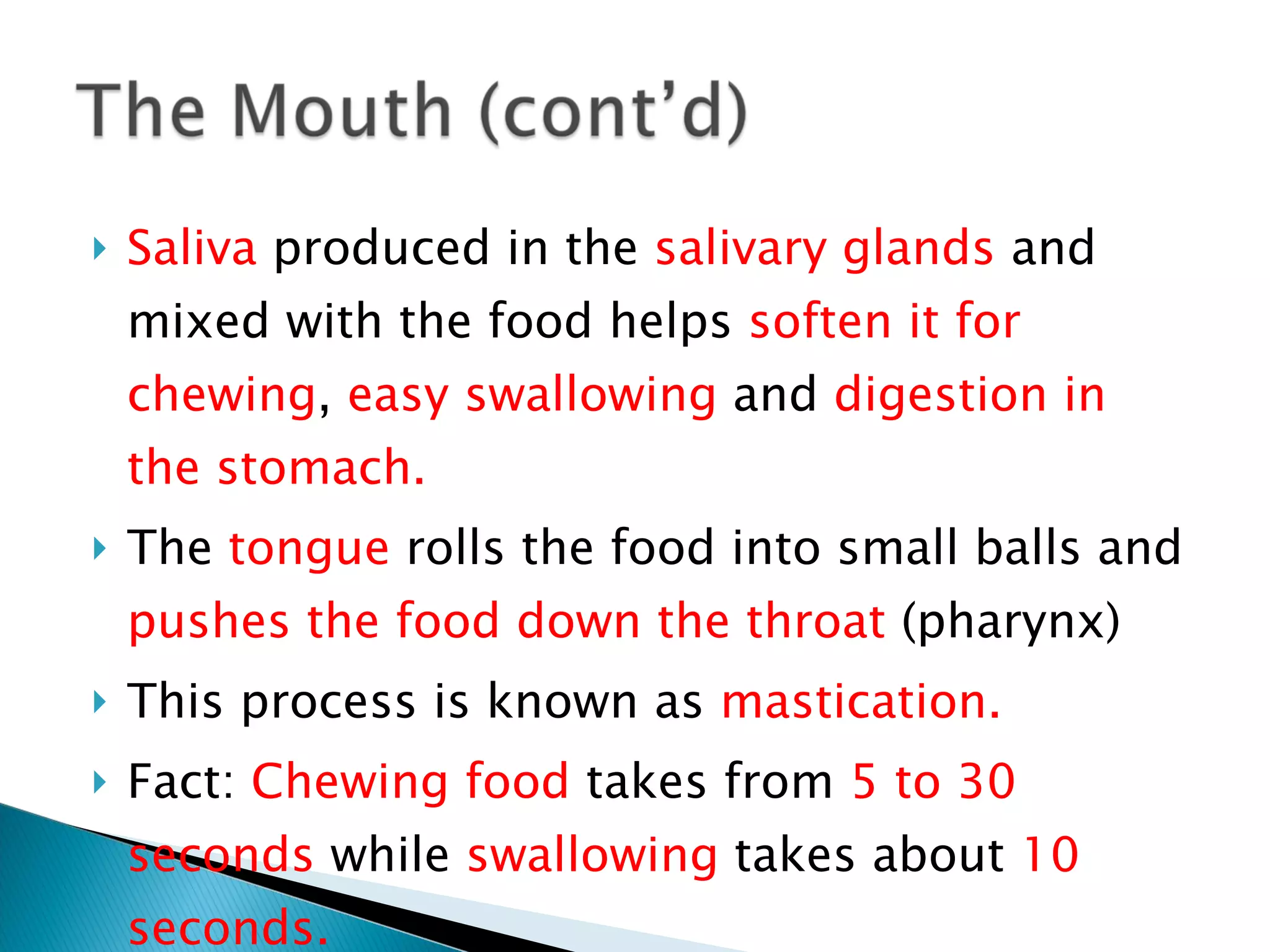 Saliva  produced in the  salivary glands  and mixed with the food helps  soften it for chewing ,  easy swallowing  and  digestion in the stomach. The  tongue  rolls the food into small balls and  pushes the food down the throat  (pharynx) This process is known as  mastication. Fact:  Chewing food  takes from  5 to 30 seconds  while  swallowing  takes about  10 seconds. 