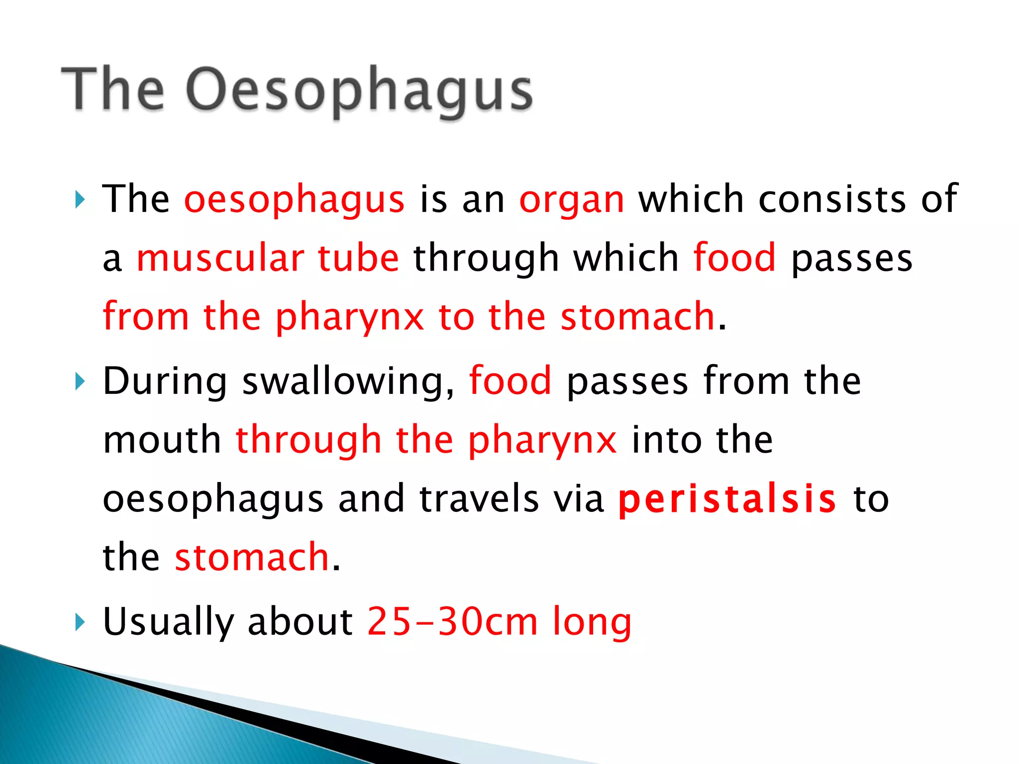 The  oesophagus  is an  organ  which consists of a  muscular tube  through which  food  passes  from the pharynx to the stomach .  During swallowing,  food  passes from the mouth  through the pharynx  into the oesophagus and travels via  peristalsis  to the  stomach . Usually about  25-30cm long 