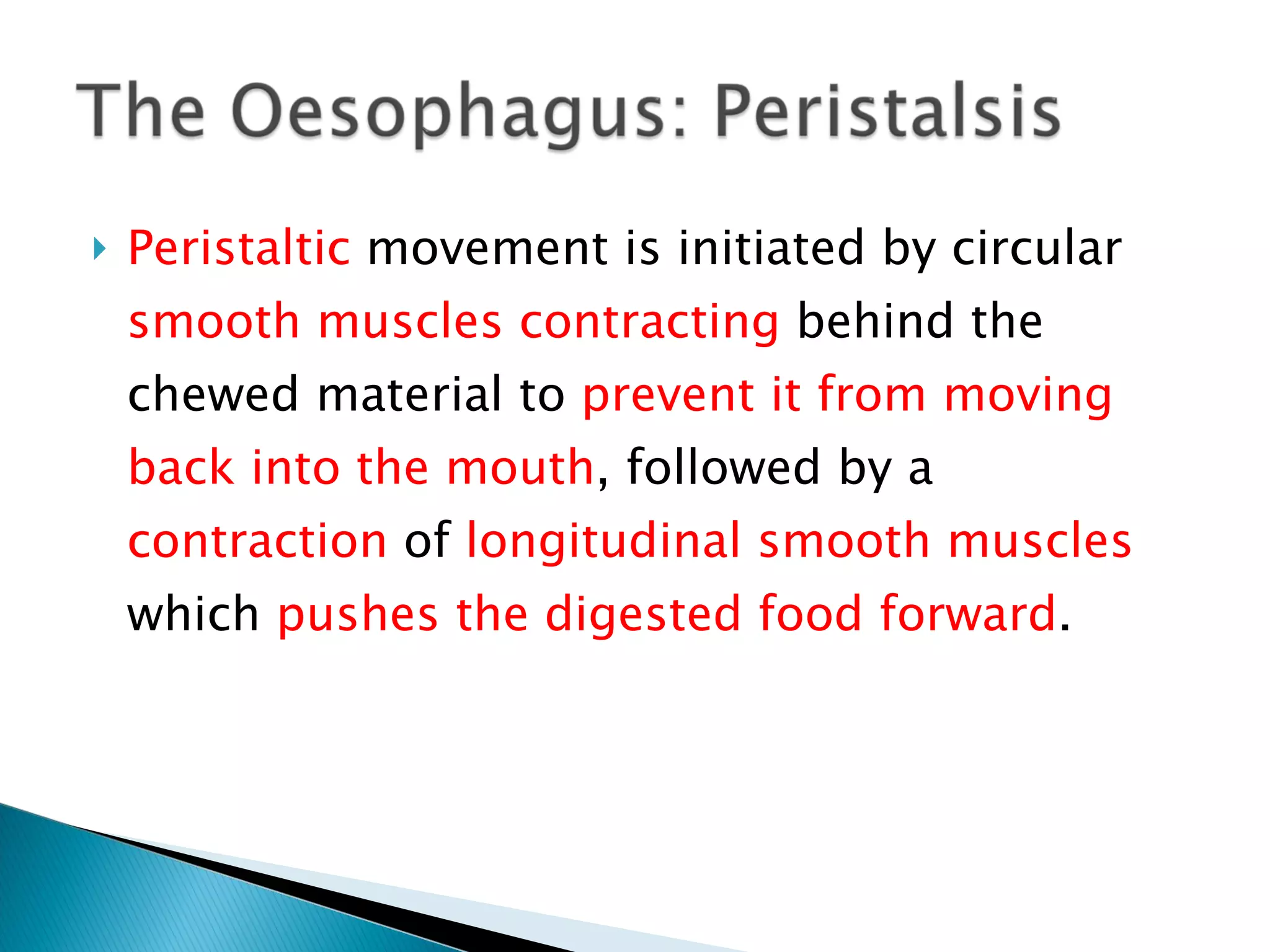Peristaltic  movement is initiated by circular  smooth muscles contracting  behind the chewed material to  prevent it from moving back into the mouth , followed by a  contraction  of  longitudinal smooth muscles  which  pushes the digested food forward . 