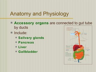 Anatomy and Physiology
   Accessory organs are connected to gut tube
    by ducts
   Include:
       Salivary glands
       Pancreas
       Liver
       Gallbladder
 