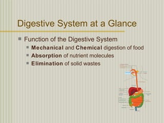 Digestive System at a Glance
   Function of the Digestive System
       Mechanical and Chemical digestion of food
       Absorption of nutrient molecules
       Elimination of solid wastes
 