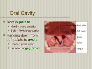 Oral Cavity
   Roof is palate
       Hard – bony anterior
       Soft – flexible posterior
   Hanging down from
    soft palate is uvula
       Speech production
       Location of gag reflex
 