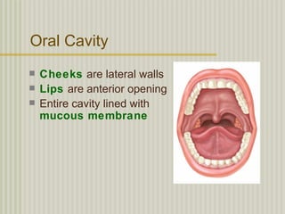 Oral Cavity
   Cheeks are lateral walls
   Lips are anterior opening
   Entire cavity lined with
    mucous membrane
 