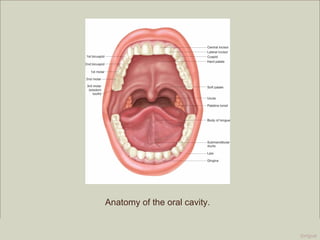 Anatomy of the oral cavity.

                                                               Copyright ©2009 by Pearson Education, Inc.
Medical Terminology: A Living Language, Fourth Edition             Upper Saddle River, New Jersey 07458
Bonnie F. Fremgen and Suzanne S. Frucht                                                All rights reserved.
                                                                                                    tongue
 