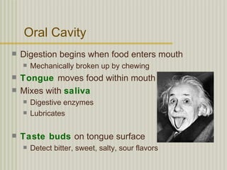 Oral Cavity
   Digestion begins when food enters mouth
       Mechanically broken up by chewing
   Tongue moves food within mouth
   Mixes with saliva
       Digestive enzymes
       Lubricates

   Taste buds on tongue surface
       Detect bitter, sweet, salty, sour flavors
 