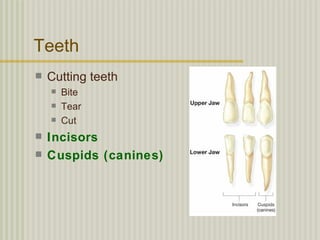 Teeth
   Cutting teeth
       Bite
       Tear
       Cut
   Incisors
   Cuspids (canines)
 