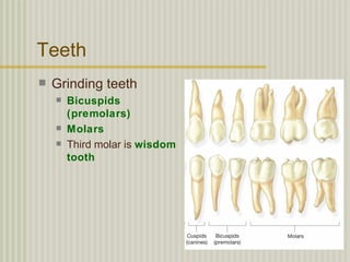 Teeth
   Grinding teeth
       Bicuspids
        (premolars)
       Molars
       Third molar is wisdom
        tooth
 