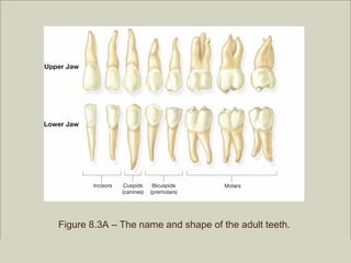 Figure 8.3A – The name and shape of the adult teeth.

                                                         Copyright ©2009 by Pearson Education, Inc.
Medical Terminology: A Living Language, Fourth Edition       Upper Saddle River, New Jersey 07458
Bonnie F. Fremgen and Suzanne S. Frucht                                          All rights reserved.
 