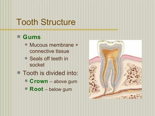 Tooth Structure
   Gums
       Mucous membrane +
        connective tissue
       Seals off teeth in
        socket
   Tooth is divided into:
       Crown – above gum
       Root – below gum
 
