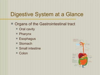 Digestive System at a Glance
   Organs of the Gastrointestinal tract
       Oral cavity
       Pharynx
       Esophagus
       Stomach
       Small intestine
       Colon
 