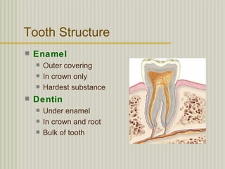 Tooth Structure
   Enamel
       Outer covering
       In crown only
       Hardest substance
   Dentin
       Under enamel
       In crown and root
       Bulk of tooth
 