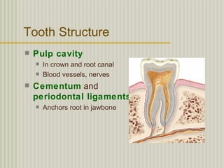 Tooth Structure
   Pulp cavity
       In crown and root canal
       Blood vessels, nerves
   Cementum and
    periodontal ligaments
       Anchors root in jawbone
 