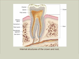 Internal structures of the crown and root.

                                                            Copyright ©2009 by Pearson Education, Inc.
Medical Terminology: A Living Language, Fourth Edition          Upper Saddle River, New Jersey 07458
Bonnie F. Fremgen and Suzanne S. Frucht                                             All rights reserved.
 