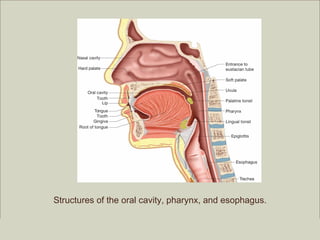 Structures of the oral cavity, pharynx, and esophagus.

                                                         Copyright ©2009 by Pearson Education, Inc.
Medical Terminology: A Living Language, Fourth Edition       Upper Saddle River, New Jersey 07458
Bonnie F. Fremgen and Suzanne S. Frucht                                          All rights reserved.
 