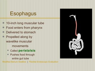 Esophagus
   10-inch long muscular tube
   Food enters from pharynx
   Delivered to stomach
   Propelled along by
    wavelike muscular
        movements
      Called peristalsis

       Pushes food through
         entire gut tube
Modified Barium Swallow | Flexible Endoscopic Evaluation
 