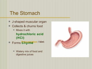 The Stomach
   J-shaped muscular organ
   Collects & churns food
       Mixes it with
        hydrochloric acid
        (HCl)
   Forms Pronunciation: ˈkīm
          chyme

       Watery mix of food and
        digestive juices
 