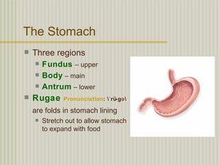 The Stomach
   Three regions
       Fundus – upper
       Body – main
       Antrum – lower
   Rugae      Pronunciation: ˈrü-gə 

    are folds in stomach lining
       Stretch out to allow stomach
        to expand with food
 