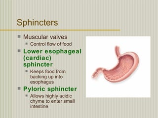 Sphincters
   Muscular valves
       Control flow of food
   Lower esophageal
    (cardiac)
    sphincter
       Keeps food from
        backing up into
        esophagus
   Pyloric sphincter
       Allows highly acidic
        chyme to enter small
        intestine
 