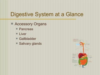 Digestive System at a Glance
   Accessory Organs
       Pancreas
       Liver
       Gallbladder
       Salivary glands
 