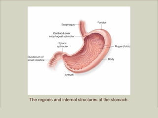 The regions and internal structures of the stomach.

                                                         Copyright ©2009 by Pearson Education, Inc.
Medical Terminology: A Living Language, Fourth Edition       Upper Saddle River, New Jersey 07458
Bonnie F. Fremgen and Suzanne S. Frucht                                          All rights reserved.
 