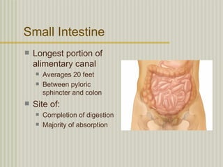 Small Intestine
   Longest portion of
    alimentary canal
       Averages 20 feet
       Between pyloric
        sphincter and colon
   Site of:
       Completion of digestion
       Majority of absorption
 