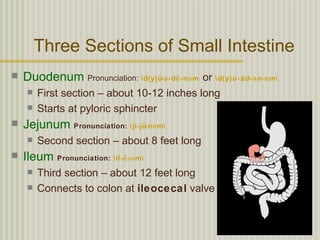 Three Sections of Small Intestine
   Duodenum Pronunciation: d(y)ü- ə -dē -nə m or d(y)u̇ - äd- ə n- ə m
        First section – about 10-12 inches long
        Starts at pyloric sphincter
   Jejunum Pronunciation: ji-jü-nə m
        Second section – about 8 feet long
   Ileum Pronunciation: il- ē - ə m
        Third section – about 12 feet long
        Connects to colon at ileocecal valve
 