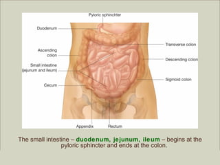 The small intestine – duodenum, jejunum, ileum – begins at the
                pyloric sphincter and ends at the colon.
                                                         Copyright ©2009 by Pearson Education, Inc.
Medical Terminology: A Living Language, Fourth Edition       Upper Saddle River, New Jersey 07458
Bonnie F. Fremgen and Suzanne S. Frucht                                          All rights reserved.
 