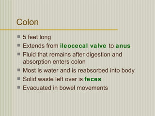 Colon
   5 feet long
   Extends from ileocecal valve to anus
   Fluid that remains after digestion and
    absorption enters colon
   Most is water and is reabsorbed into body
   Solid waste left over is feces
   Evacuated in bowel movements
 