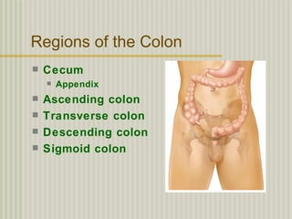 Regions of the Colon
   Cecum
       Appendix
   Ascending colon
   Transverse colon
   Descending colon
   Sigmoid colon
 