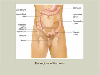 The regions of the colon.

                                                               Copyright ©2009 by Pearson Education, Inc.
Medical Terminology: A Living Language, Fourth Edition             Upper Saddle River, New Jersey 07458
Bonnie F. Fremgen and Suzanne S. Frucht                                                All rights reserved.
 