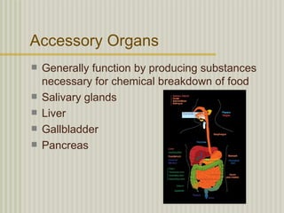 Accessory Organs
   Generally function by producing substances
    necessary for chemical breakdown of food
   Salivary glands
   Liver
   Gallbladder
   Pancreas
 