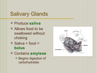 Salivary Glands
   Produce saliva
   Allows food to be
    swallowed without
    choking
   Saliva + food =
    bolus
   Contains amylase
       Begins digestion of
        carbohydrates
 