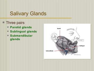 Salivary Glands
   Three pairs
       Parotid glands
       Sublingual glands
       Submandibular
        glands
 