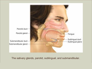The salivary glands, parotid, sublingual, and submandibular.

                                                         Copyright ©2009 by Pearson Education, Inc.
Medical Terminology: A Living Language, Fourth Edition       Upper Saddle River, New Jersey 07458
Bonnie F. Fremgen and Suzanne S. Frucht                                          All rights reserved.
 